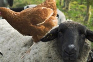 Counting Sheep...How Many Does Armenia Actually Export?