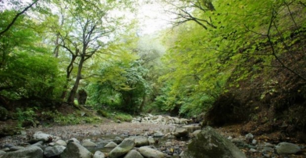 A Quiet Walk in Teghut Forest