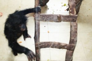 Hetq Expose of Endangered Animal Trafficking Leads to Criminal Charges