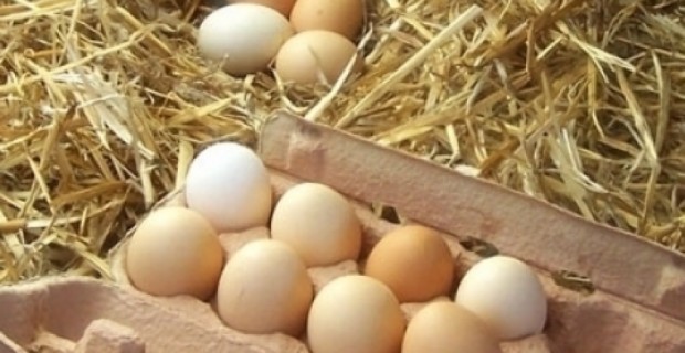 Expensive Poultry Feed Has Forced Armenia to Import Eggs, Says SCPEC Prez