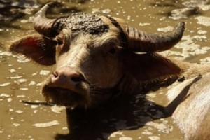 Man Implicated in Buffalo Meat Scam Builds $181,000 Refrigerated Unit for Artsakh Army