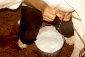 Կովի կաթը կարող է դառնալ ռախիտի պատճառ