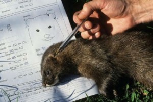 A Recipe for (Economic) Success? One Company Hopes to Bring Back Mink Breeding to Armenia