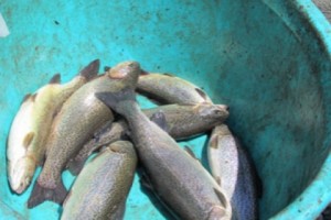 Nor More 'Wild' Ishkhan in Sevan – Government Backs Using the Lake for Fish Farming Instead