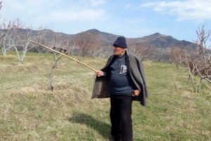 В Лорийской области от заморозков пострадали 60-70 процентов фруктовых садов