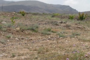 Surenavan: Where Apricots in Armenia Mature First