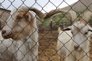 Vayots Dzor's "Golden" Goats