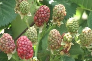 Քարինջում անփուշ մոշ ու ընկույզի թզուկ ծառ են աճեցնում