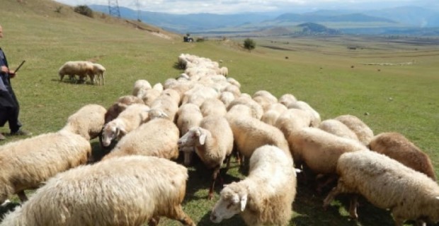 Մղարթցի հովիվն այս տարի 40 գառ է վաճառել