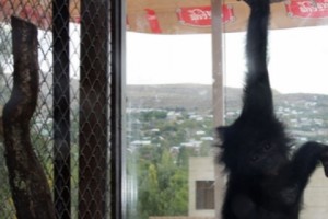 Endangered Bonobo Chimp Imported to Armenia Goes Missing: Preliminary Investigation Drags On