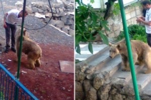 “Я вылечил медведя, и за это меня штрафуют”