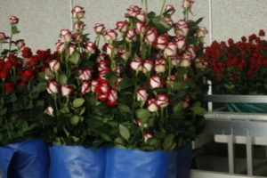 Armenia’s Retail Flower Trade: Getting Worse by the Year