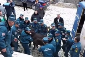 Усилия бывшего начальника полиции Цахкадзора, ошибка Следственного комитета и неизвестная 
судьба бурого медведя