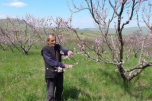 Դեբեդ թափվող պոչանքները խանգարում են Ճոճկանի այգիների վերականգնմանը