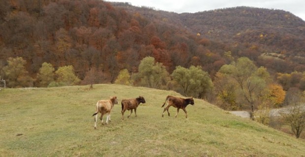 Ecological Disaster Threatens Armenia’s Motkor Forest: Is the Former Environmental Minister 
Involved?