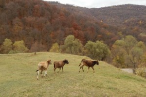 Моткорским лесам грозит экологическая катастрофа. Какое отношение к этому имеют Вардан 
Айвазян и начальник службы охраны президента РА?