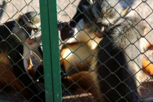 Wildlife Legislation Lacking: Armenia Falters Regarding its CITES Obligations