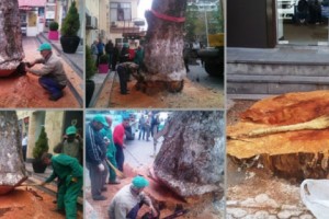 Հարցում Երևանի քաղաքապետին՝ ծառահատումների և խորը էտի վերաբերյալ