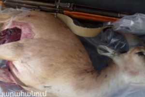 Բեզոարյան այծ որսացողները հայտնաբերվեցին