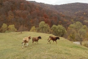 Մոտ 3 մլն դրամի վնաս բնությանը` հինգ օրում