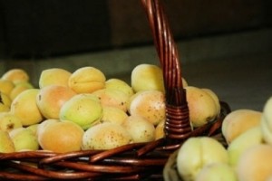 2013-ի համեմատ՝ մոտ 14%-ով ավելի ծիրանի բերք է արտադրվել