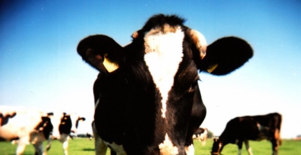 Anthrax Case Leads to Temporary Ban on Importation of Meat for Personal Use at Border Crossings