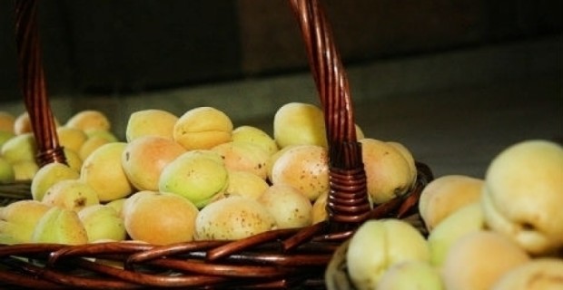 40 Times More Apricots Warehoused This Year in Armenia