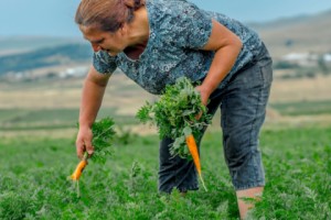 Էրզրումից՝ Ջավախք. ձեռքերով մշակված «փուրչուլուղը»