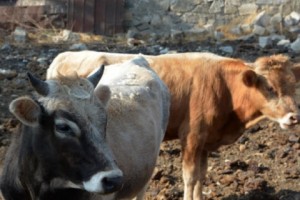 Ծաղիկ հիվանդության համաճարակ՝ Արցախում