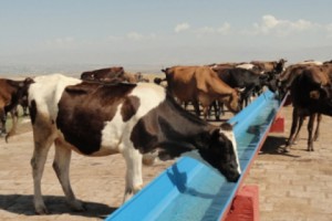 Ջրարբիացման ծրագիր Գուսանագյուղում
