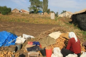 Potato Crop Grows in Armenia; Potential for Export