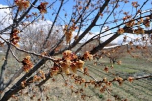 Նոյեմբերի 1-ի լույս 2-ի գիշերը սպասվում է ցրտահարություն