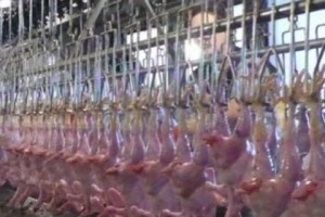 Six Samples of Poultry Sold in Yerevan Stores Found in Violation of Health Standards