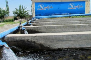 Рыбоводческий гигант признан банкротом: рыбоводы обвиняют правительство