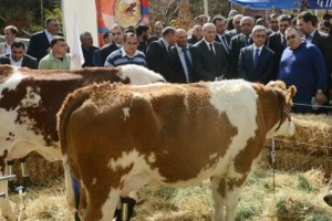 Եվրոպական երինջների «արկածները» Հայաստանում