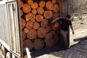 Փայտի բիզնես. անտառտնտեսությունների աշխատակիցները համակարգում են 
օրինական և ապօրինի անտառահատումերը