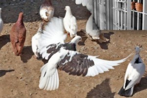 Vanadzor Resident Sentenced to 3 Years and 4 Months for Stealing Neighbor's Fowl