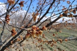Ցրտահարության հետևանքները Հայաստանի մարզերում