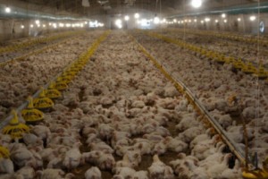 В Армении лишь 30% потребляемой курятины местного производства. Кто и сколько 
куриного мяса импортирует