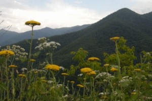 Դրամաշնորհներ բնապահպանությամբ հետաքրքրված լրագրողների համար