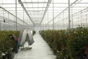 Armenia’s Tomato and Cucumber Exporters Are Well Connected