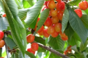 Օրական հանրապետությունից արտահանվում է շուրջ 80-100 տոննա կեռաս և 600-800 
տոննա ծիրան