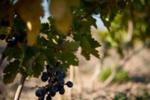 Armenian Government Backs Grape Growing and Winemaking Fund