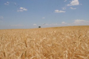 Ադրբեջանական կողմը հրադադարը խախտել է հացահատիկային մշակաբույսերի բերքահավաքի ժամանակ