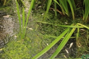 Hrazdan River Fish Kill Puzzles Environmentalists