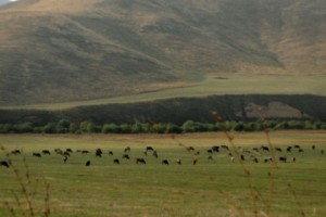 Կաթնամթերքի շուկան՝ թվերով