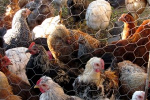 Selective Justice: Poultry Pilferer Gets Hounded While Those Stealing Millions Walk Free