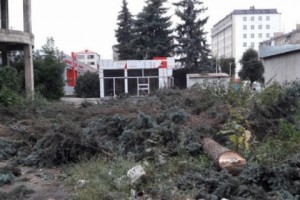 Վանաձորում ապօրինի ծառահատման դեպքի առթիվ հարուցվել է քրեական գործ