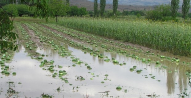 Գյուղնախարարությունը հորդորում է արագացնել բերքահավաքի աշխատանքները