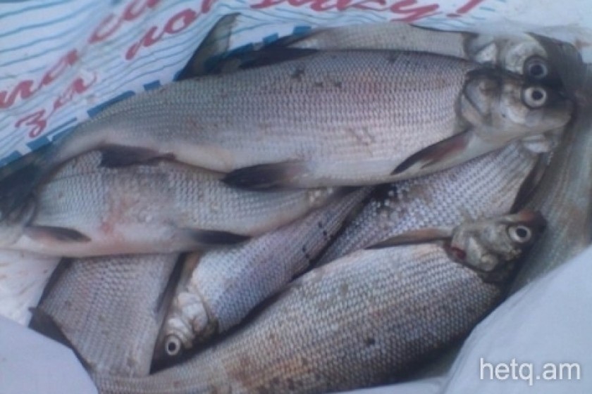 Armenia to Partially Ban Lake Sevan Fishing  in December and January